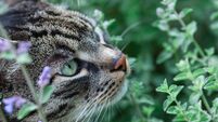 Gray tabby cat sniffing catmint in the summer garden