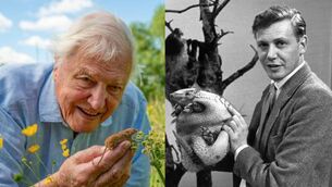 <p>David Attenborough turns 100 on Friday, May 8. He's pictured here recently with a harvest mouse, and on right in 1963 with an armadillo. </p>