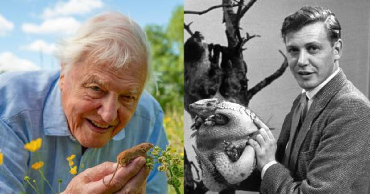 Attenborough at 100: Derek Mooney, Dorothy Cross, and other Irish people share their thoughts 