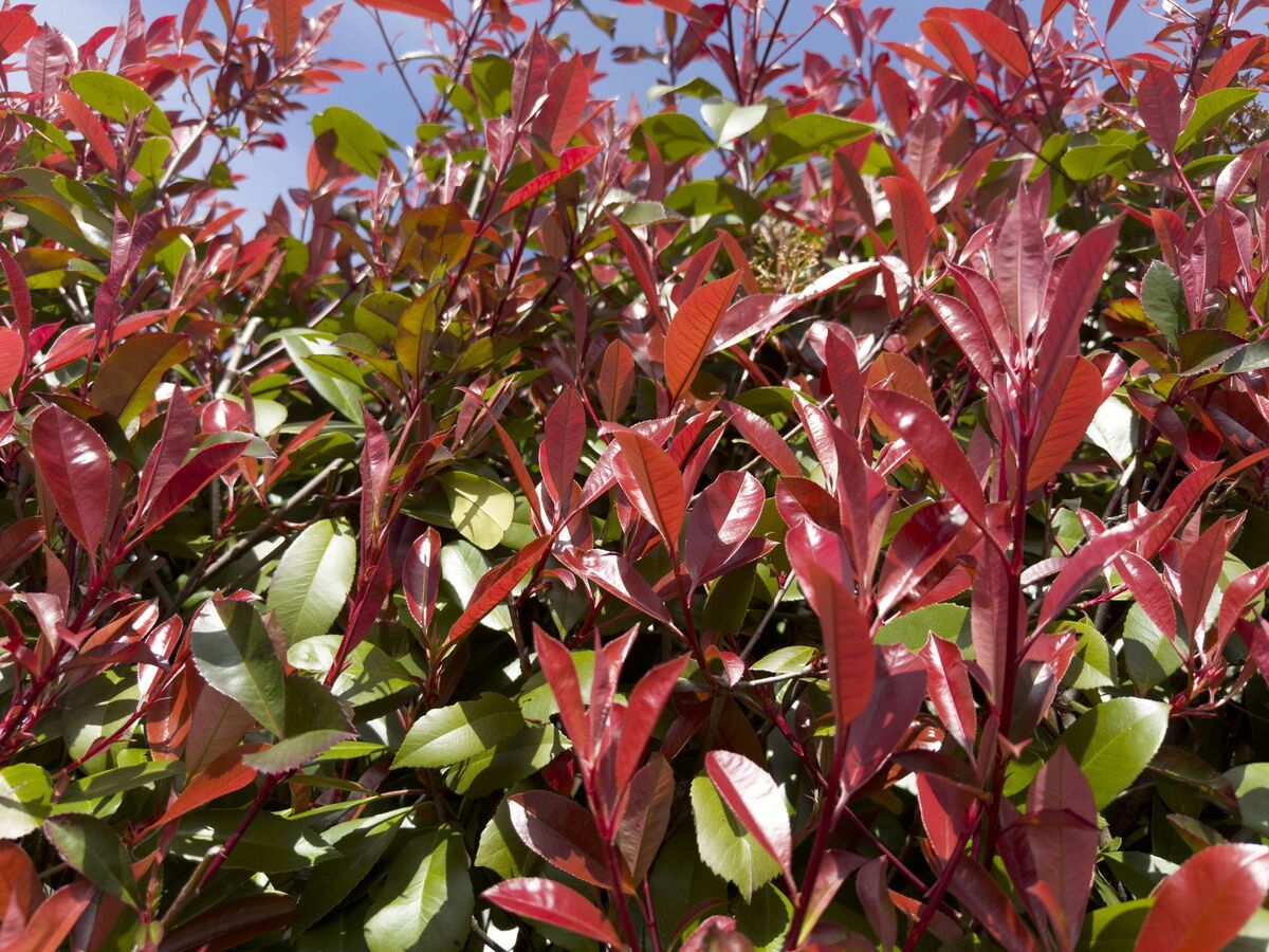 Photinia evergreen is ideal for hedges. File picture Photinia evergreen is ideal for hedges. File picture