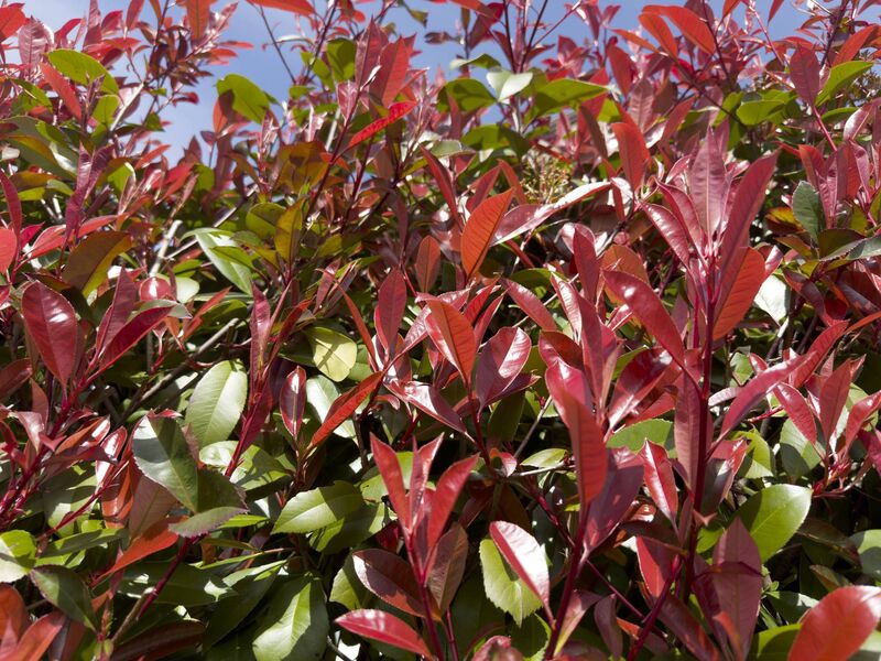 Photinia evergreen is ideal for hedges. File picture Photinia evergreen is ideal for hedges. File picture