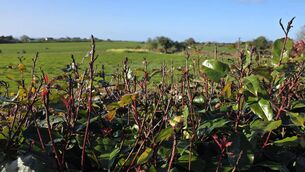 <p>Red robin hedge. </p>