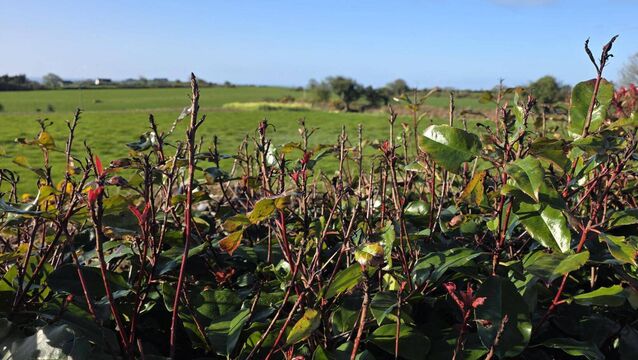 <p>Red robin hedge. </p>