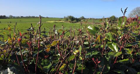 Garden Q&A: Our hedge has black, withered leaves. What will help?