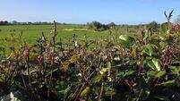 Peter Dowdall: Why birch trees signify new beginnings 