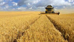 <p>Last year, cereal production increased by 15%.</p>