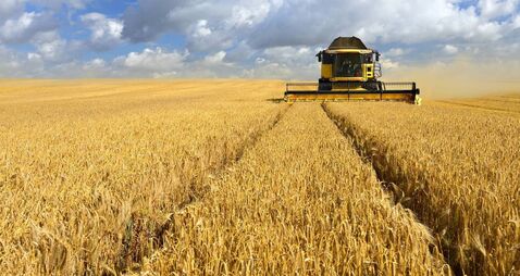 Combine Harvester in Barley Field during Harvest
