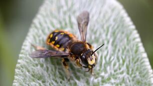 <p>Get to know your garden bees (Alamy/PA)</p>