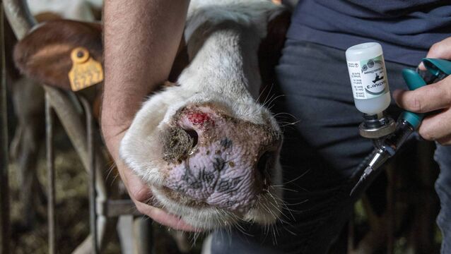<p>Vets are being encouraged to push for BTV vaccination.</p>