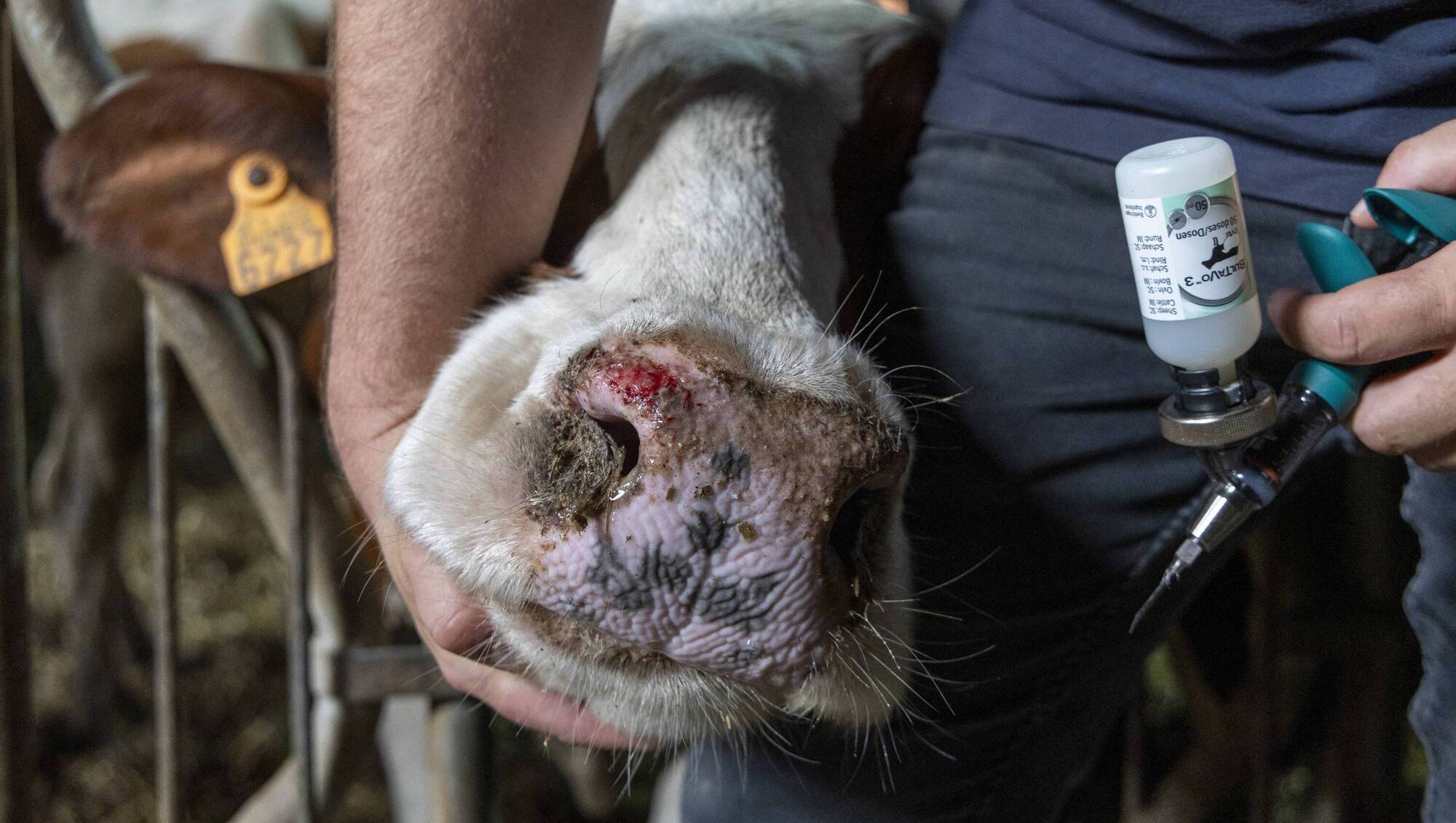 Vets urge farmers to vaccinate herds against bluetongue as high-risk summer for spread of virus nears