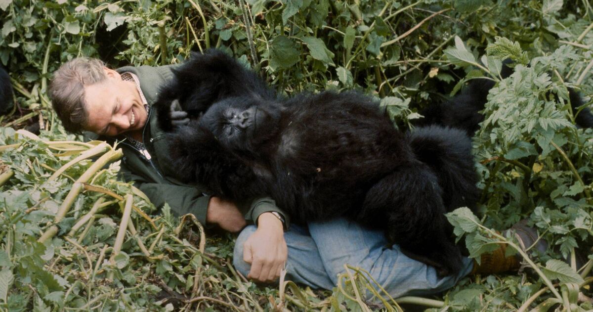 David Attenborough with gorillas. David Attenborough with gorillas.