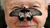Big Butterfly Count