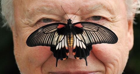Big Butterfly Count