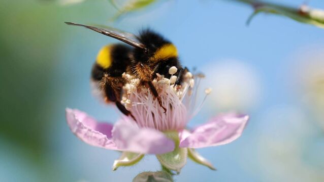 <p>New radar technology will use 'wingbeat signatures' to identify pollinator species.</p>