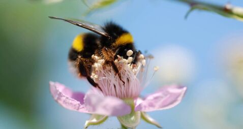 Close-up of a bumblebee collecting pollen from a pink flower