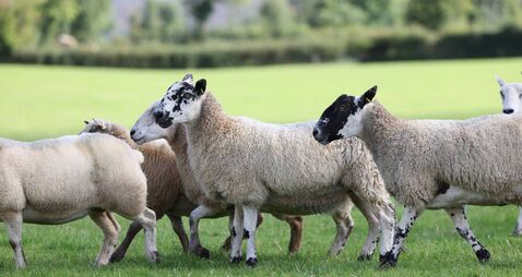 Lameness management in Irish sheep flocks: Stepping away from toxic footbath chemicals