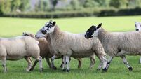 Lameness management in Irish sheep flocks: Stepping away from toxic footbath chemicals