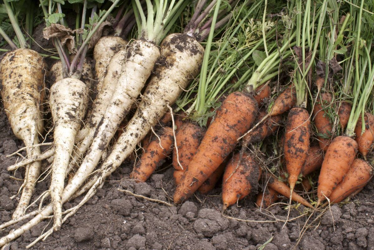 'We realise that marketing has its job to do and not everyone wants to see ugly vegetables marketed to sale.' 'We realise that marketing has its job to do and not everyone wants to see ugly vegetables marketed to sale.'