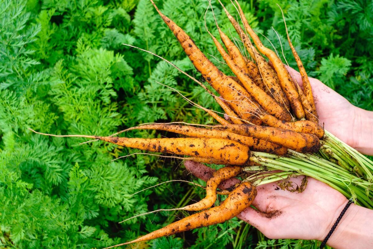 'It’s important that growers come up with new ideas and find markets and solutions for their surplus produce.' 'It’s important that growers come up with new ideas and find markets and solutions for their surplus produce.'