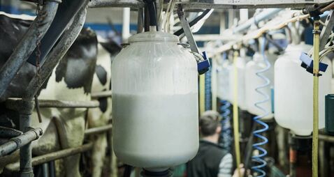 Freshly processed milk