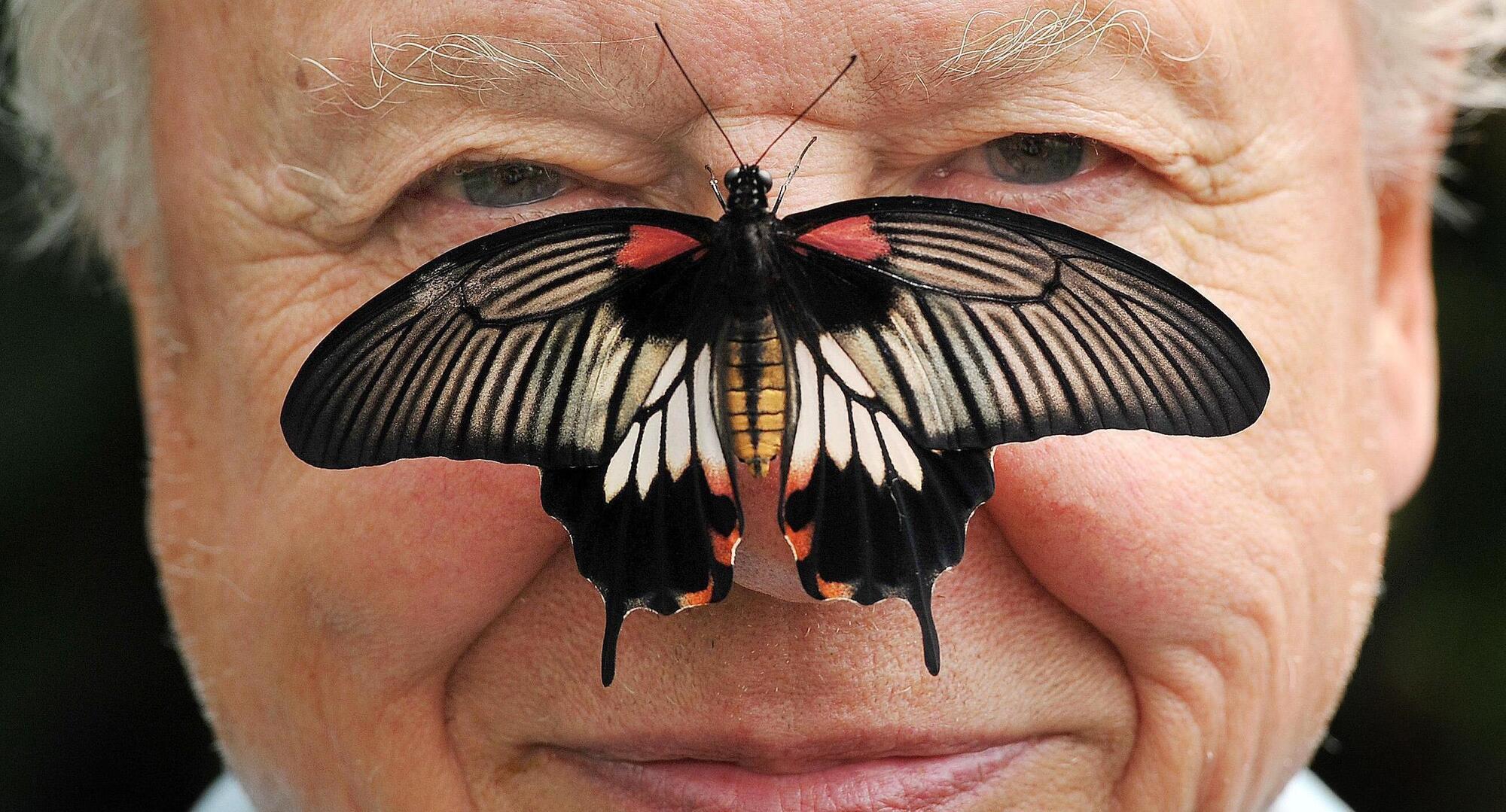 David Attenborough quiz: How well do you know the famous broadcaster?