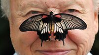 Big Butterfly Count