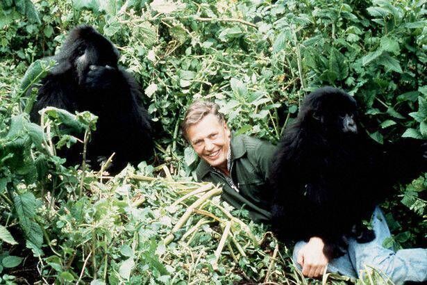 David Attenborough's encounter with mountain gorillas in Rwanda during his 1978 'Life on Earth' series was a heart-stopping moment that highlighted our kinship with other species. Picture: BBC