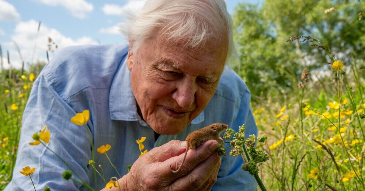 Irish Examiner view: David Attenborough taught us to look at the world with tenderness