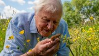 Sir David Attenborough's one hundred birthday
