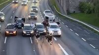 Tipperary sulky protest calls for end to racing after horse death on major road