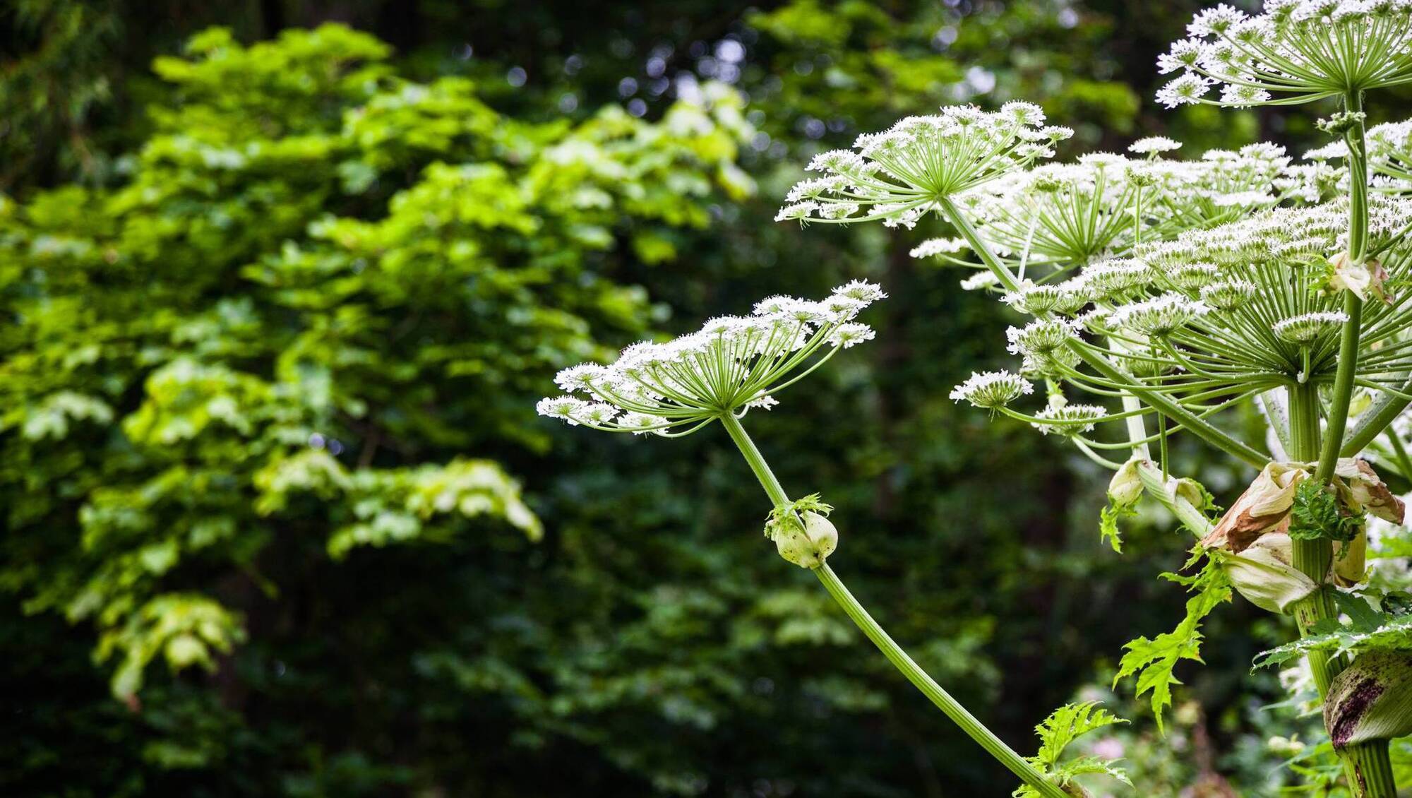 Local authority restarts giant hogweed control programme in Tipperary