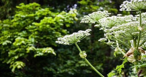 giant hogweed dangerous plant England summer