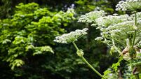 giant hogweed dangerous plant England summer