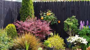 <p>Tramore Road Campus (CSN) will hold its annual plant sale on May 12 and 13. This plant sale showcases the work of the horticulture students. Plants available include annuals, perennials and herbs. Picture: iStock</p>