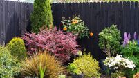 Flower plant bed in garden park