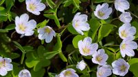 Opening hours: Why some plants open by day and close at night
