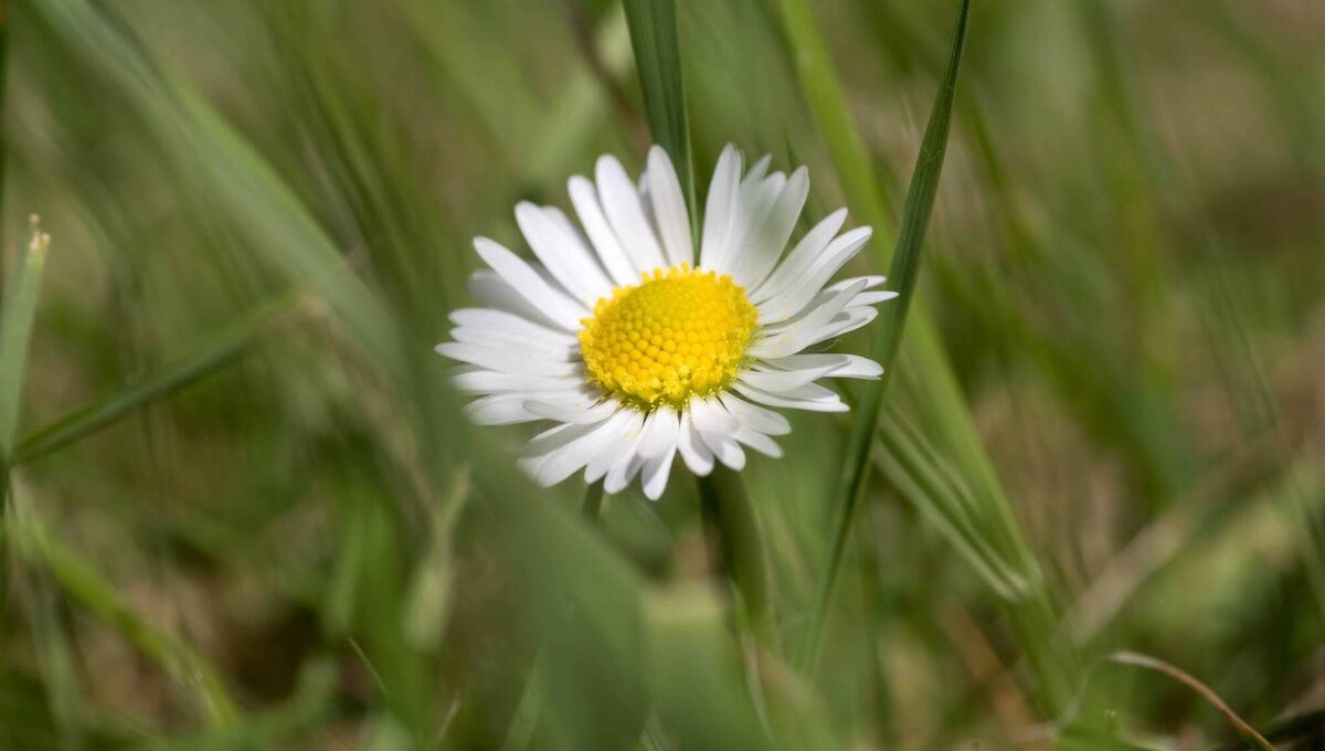 The humble daisy is one example of a flower that follows daily opening-and-closing rhythms. Its petals spread wide in daylight and fold inward in darkness. Picture: iStock
The humble daisy is one example of a flower that follows daily opening-and-closing rhythms. Its petals spread wide in daylight and fold inward in darkness. Picture: iStock