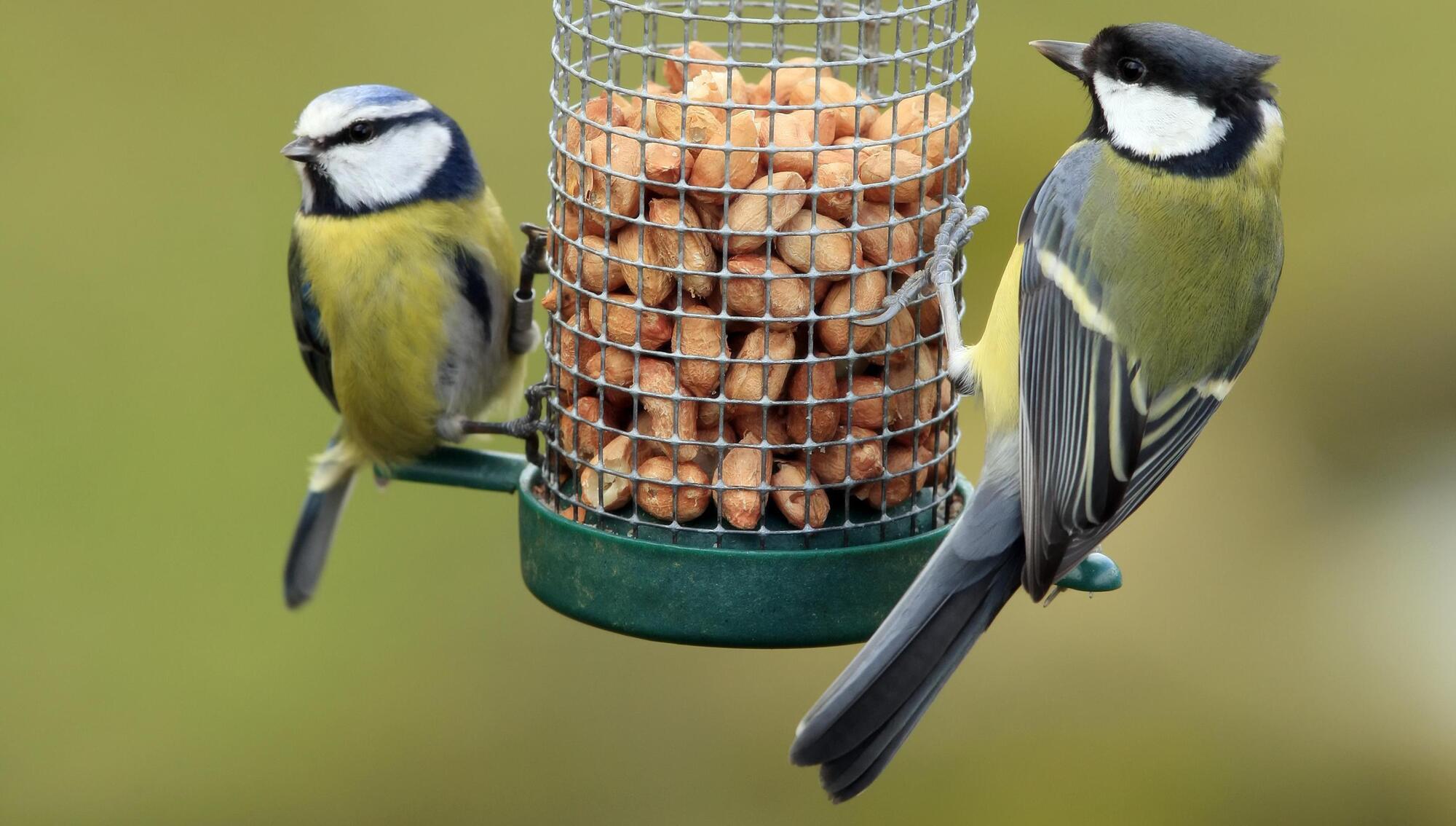 No silver lining: Great tits under threat from global warming