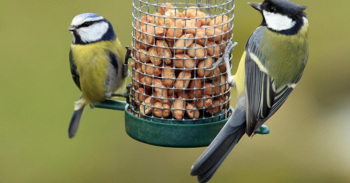 No silver lining: Great tits under threat from global warming