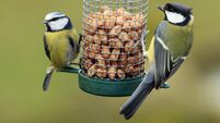 Great and Blue Tit Feeding