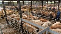 Denis Lehane: Hats off to my Angus as he heads for the mart ring