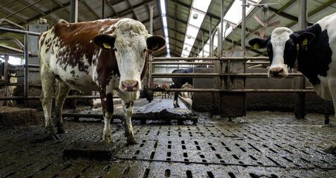 NETHERLANDS-AGRICULTURE-LIVESTOCK