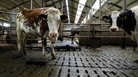 NETHERLANDS-AGRICULTURE-LIVESTOCK