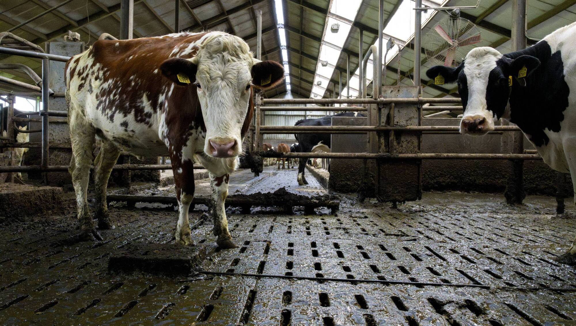 The Netherlands shows what happens when slurry rules tighten