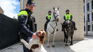 <p class="contextmenu internal_Caption"> (Left to right) Garda Alan Cummins and bouncer from the dog unit, Lisa Halligan on Rian and Ciara Larkin on Donnacha from the horse-mounted unit in Walter Scott House for the launch of the new Garda Trainee recruitment campaign. Photo: Sasko Lazarov/© RollingNews.ie</p> <p class="contextmenu internal_Caption"> (Left to right) Garda Alan Cummins and bouncer from the dog unit, Lisa Halligan on Rian and Ciara Larkin on Donnacha from the horse-mounted unit in Walter Scott House for the launch of the new Garda Trainee recruitment campaign. Photo: Sasko Lazarov/© RollingNews.ie</p>