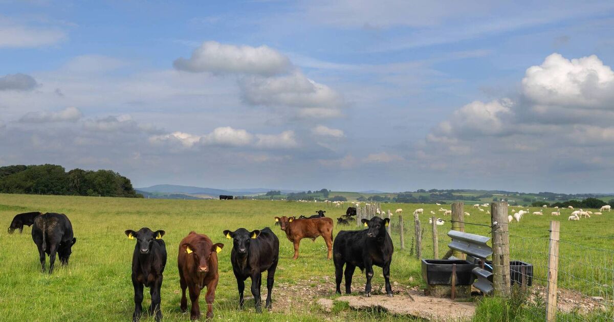 Lungworm vigilance needed after mild winter, says Teagasc