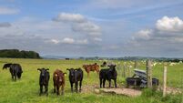 Beef cattle and calves in a field in Scotland