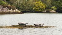 Common Seals in Ireland