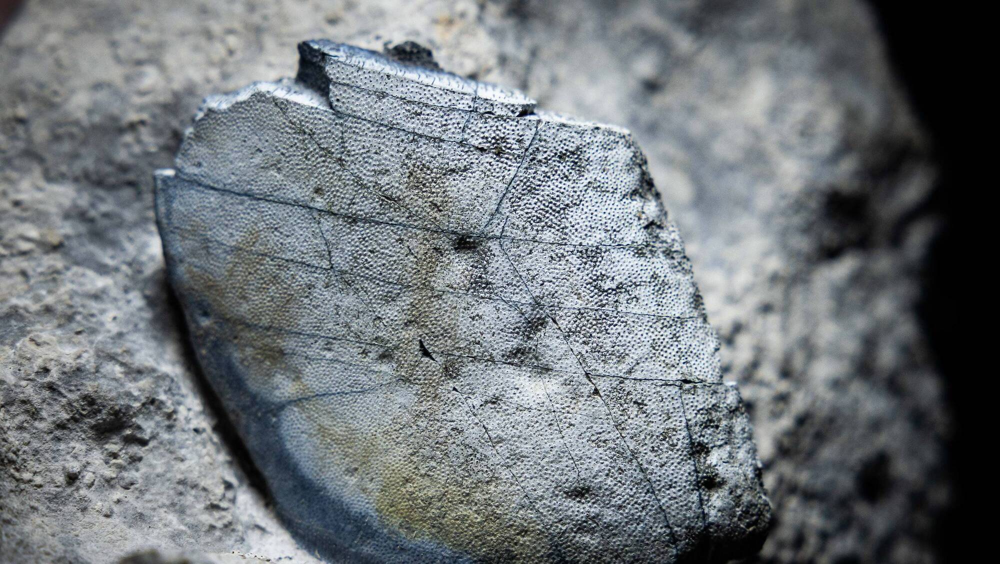 330-million year-old shark teeth discovered in the Burren