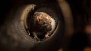 <p>Lily House café was forced to close after inspectors found rat droppings at the premises. File picture</p> <p>Lily House café was forced to close after inspectors found rat droppings at the premises. File picture</p>